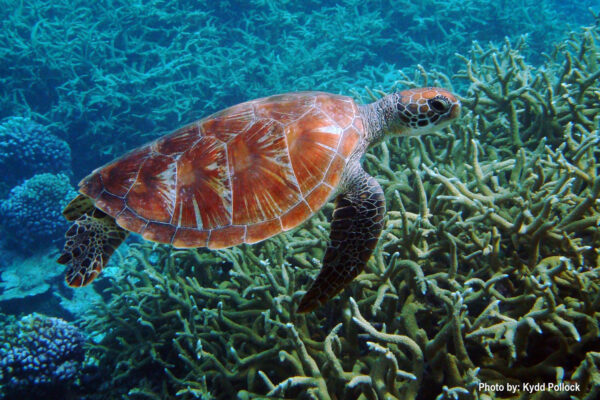 Green Sea Turtle_Photo Credit_ Kydd Pollock TNC