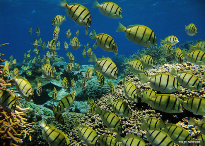 School Of Manini Kingman Reef Photo Credit Kydd Pollock TNC